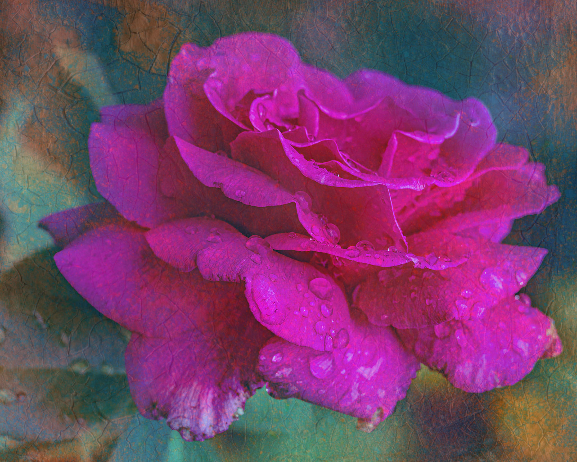 Rose 1, Brunswick County Botanical Gardens