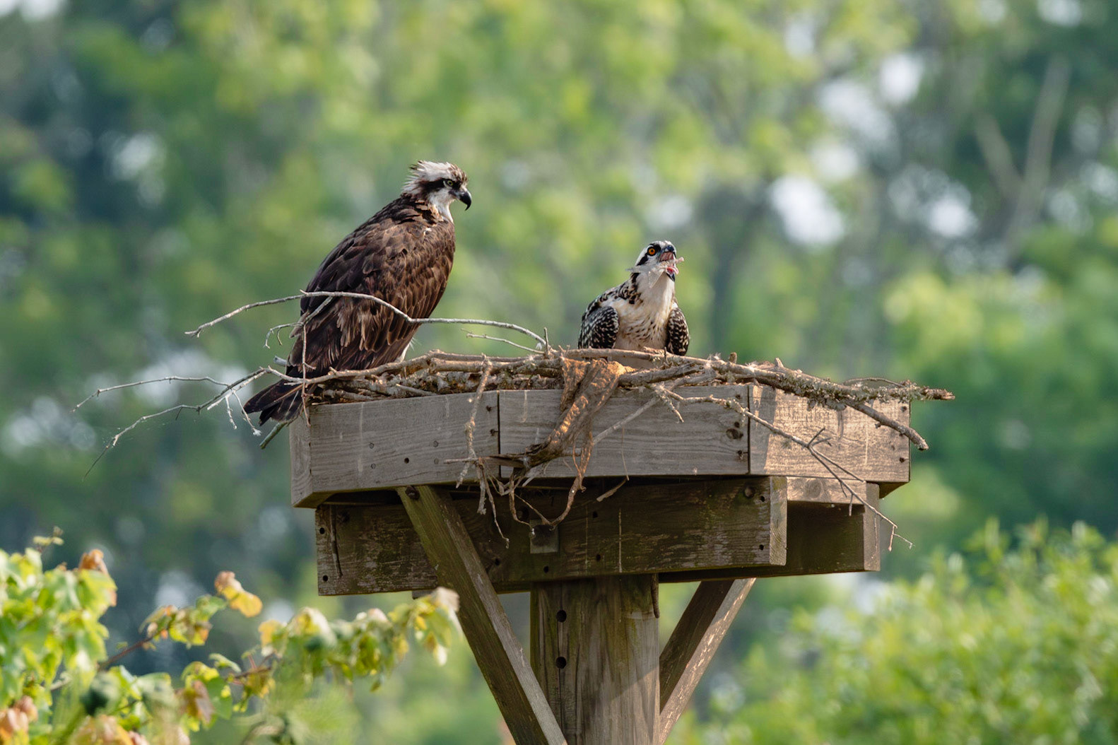 Osprey 101, Sea Trail