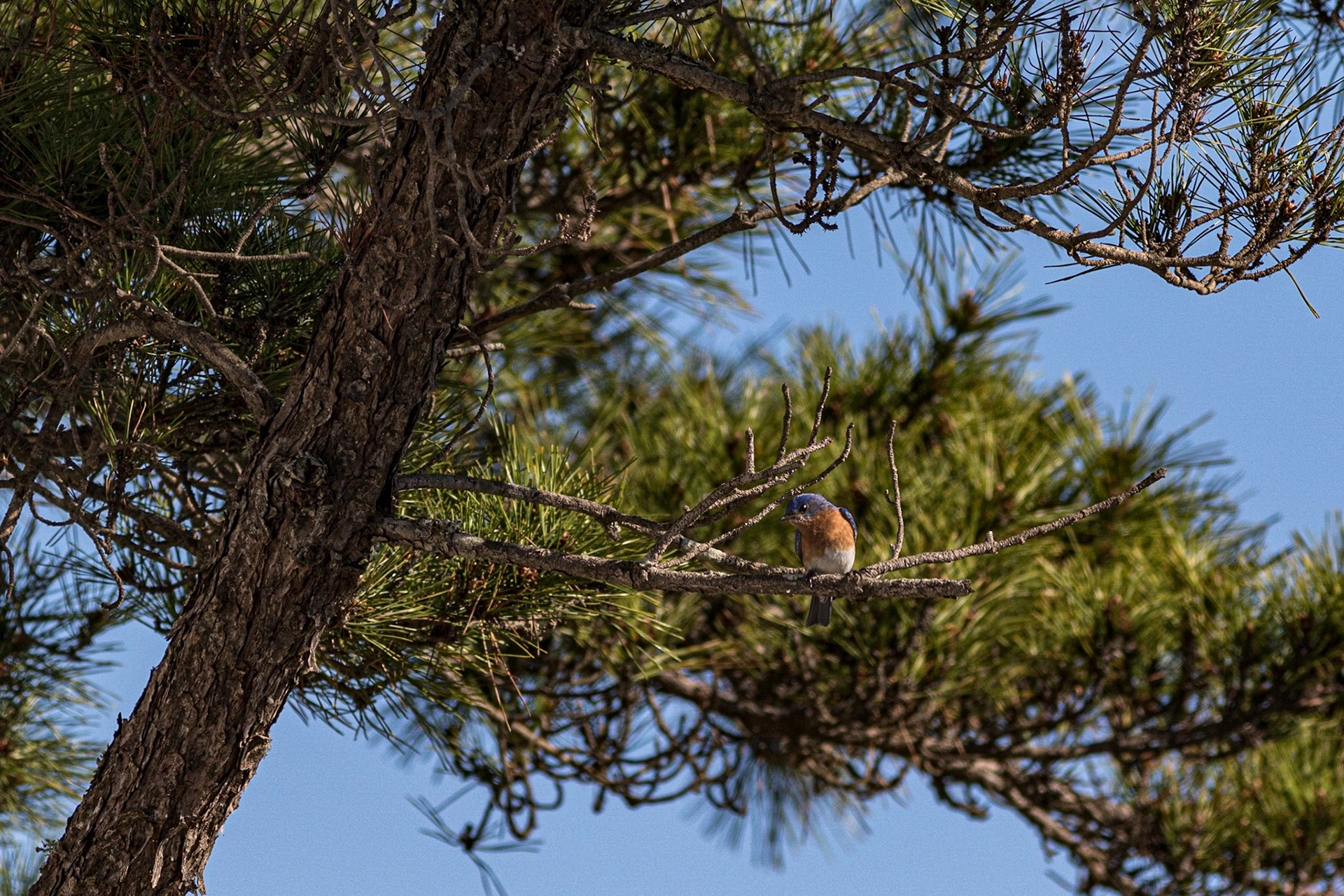 Eastern bluebirds 50, OIB