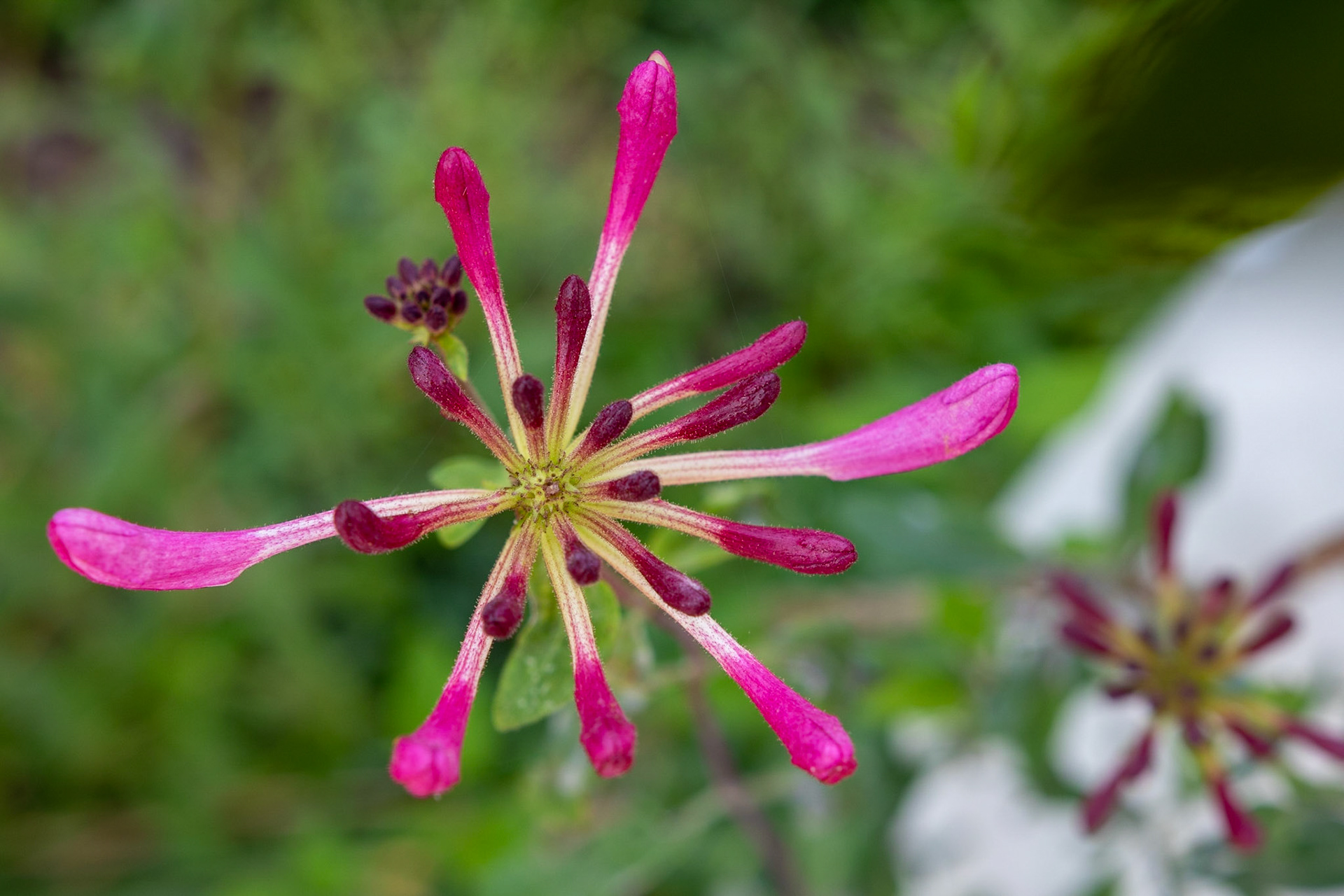 Fearrington Village, NC 5