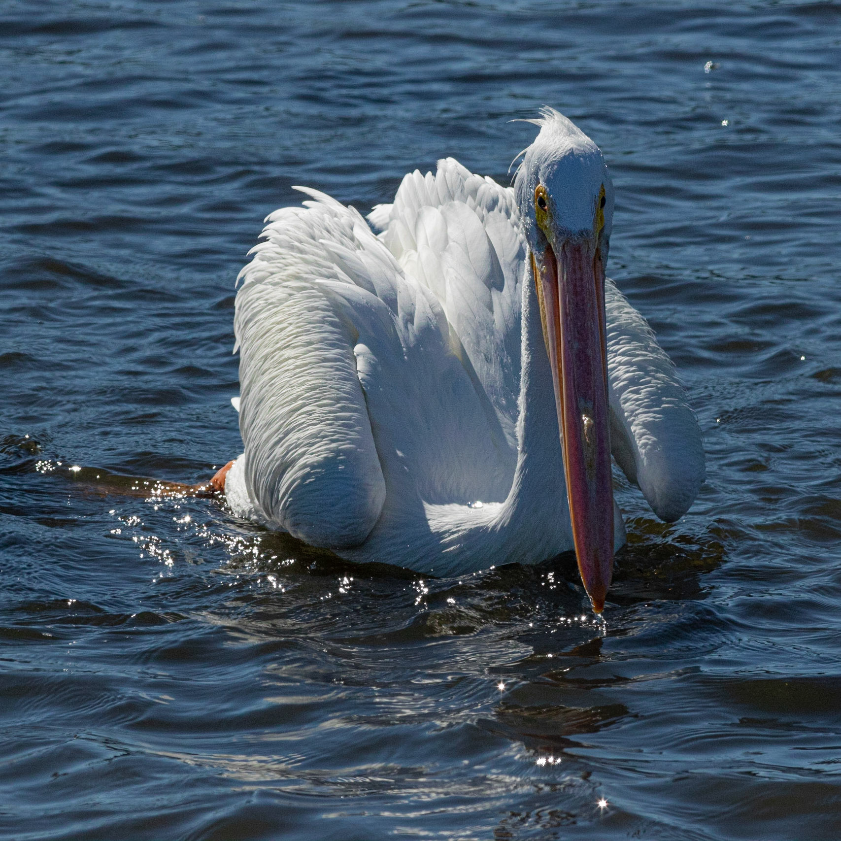 White pelicans 14, Huntington Beach SP, SC