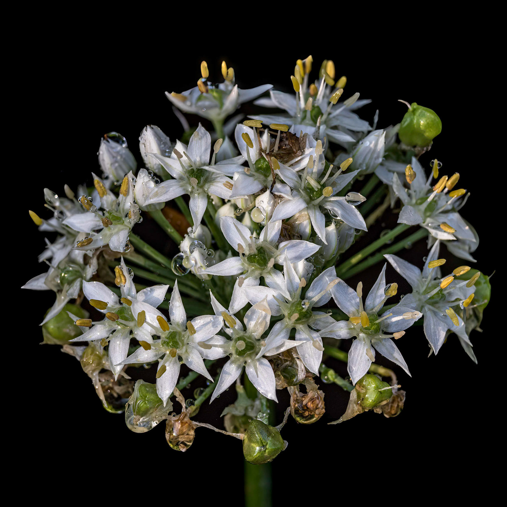 Garlic 2, Brunswick County Botanical Gardens