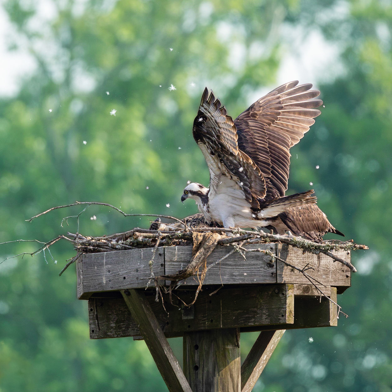 Osprey 95, Sea Trail