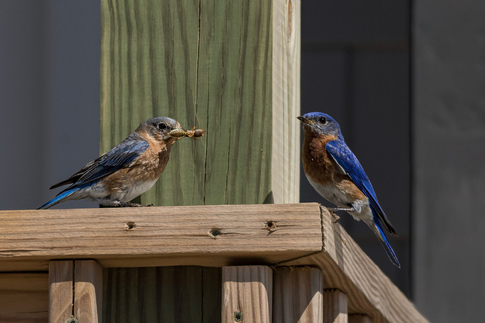 Eastern bluebirds 47, OIB
