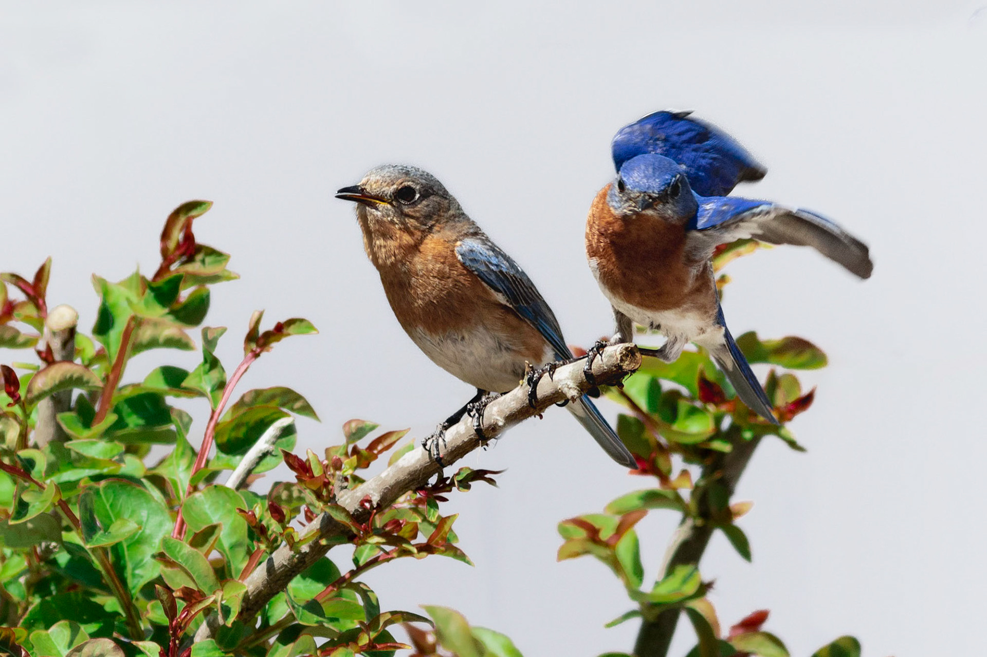 Eastern bluebirds 42, OIB