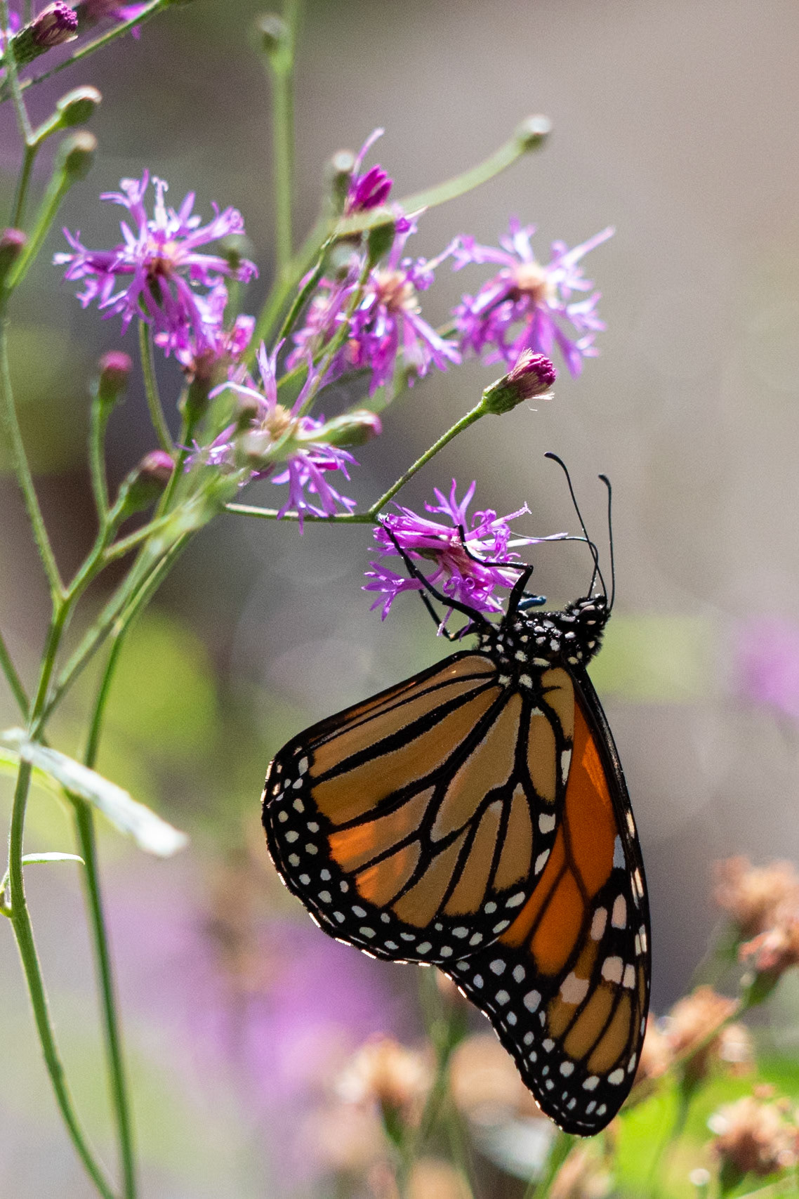 Monarch 5, Airlie Gardens