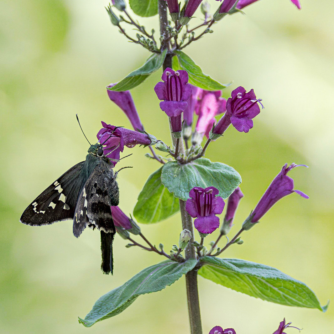 Long tailed skipper on black and blue sage 3, Brunswick County Botanical Gardens