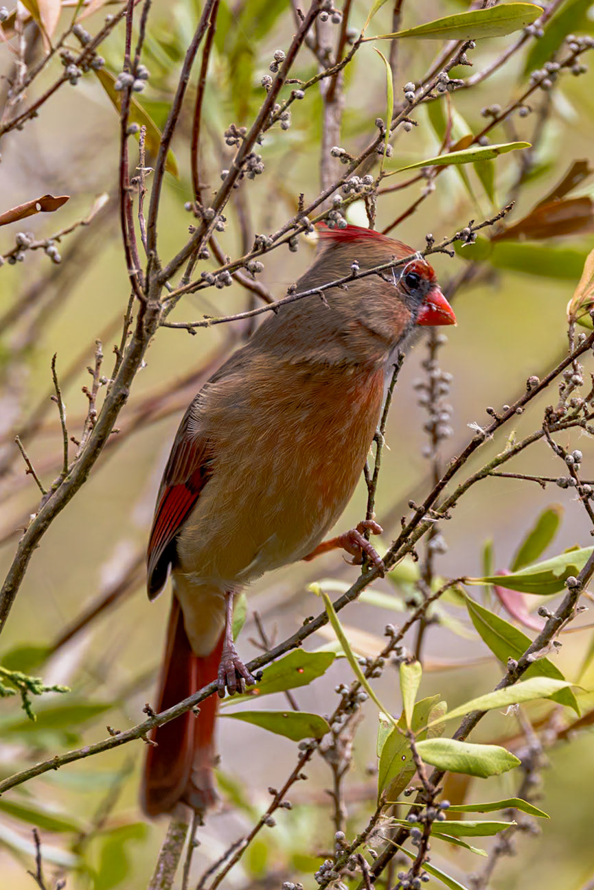 Female cardinal11, Huntington Beach State Park, SC
