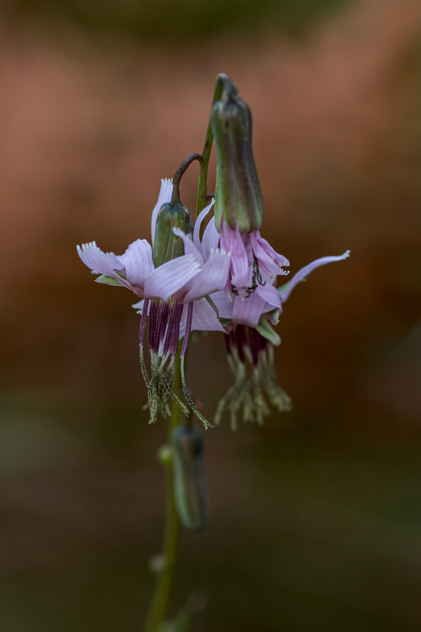Rattlesnake root 2, Green Swamp Preserve