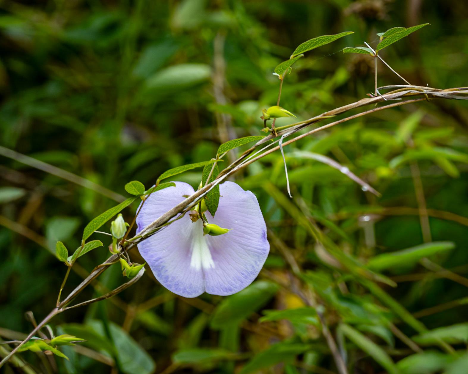 Pea Vine Flower 2, Greater Green Swamp Area