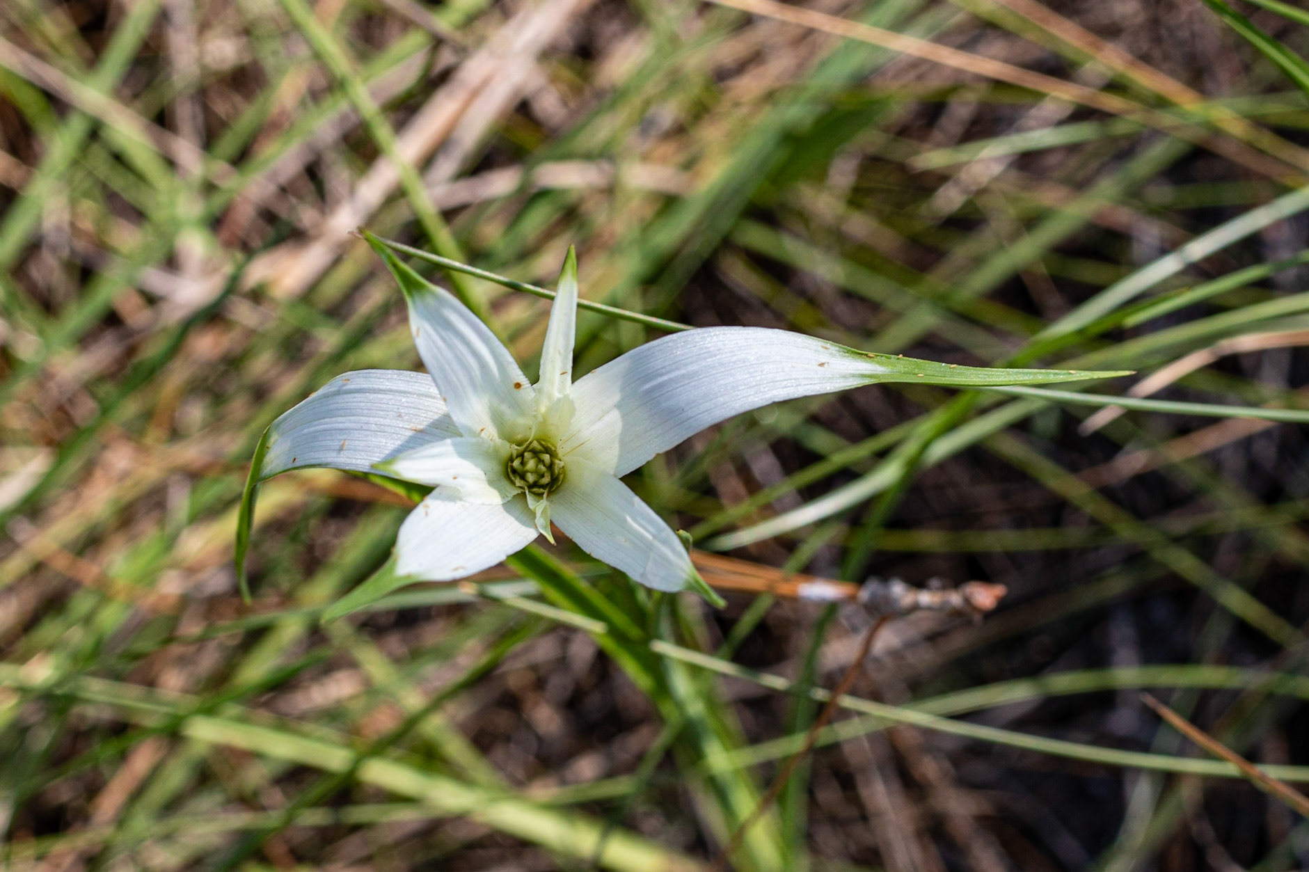 White top sedge 1, Green Swamp Preserve