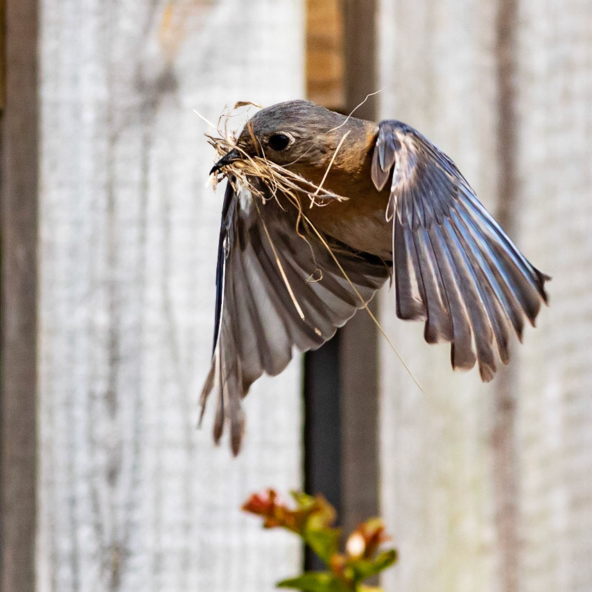 Female Eastern Bluebird 14, OIB