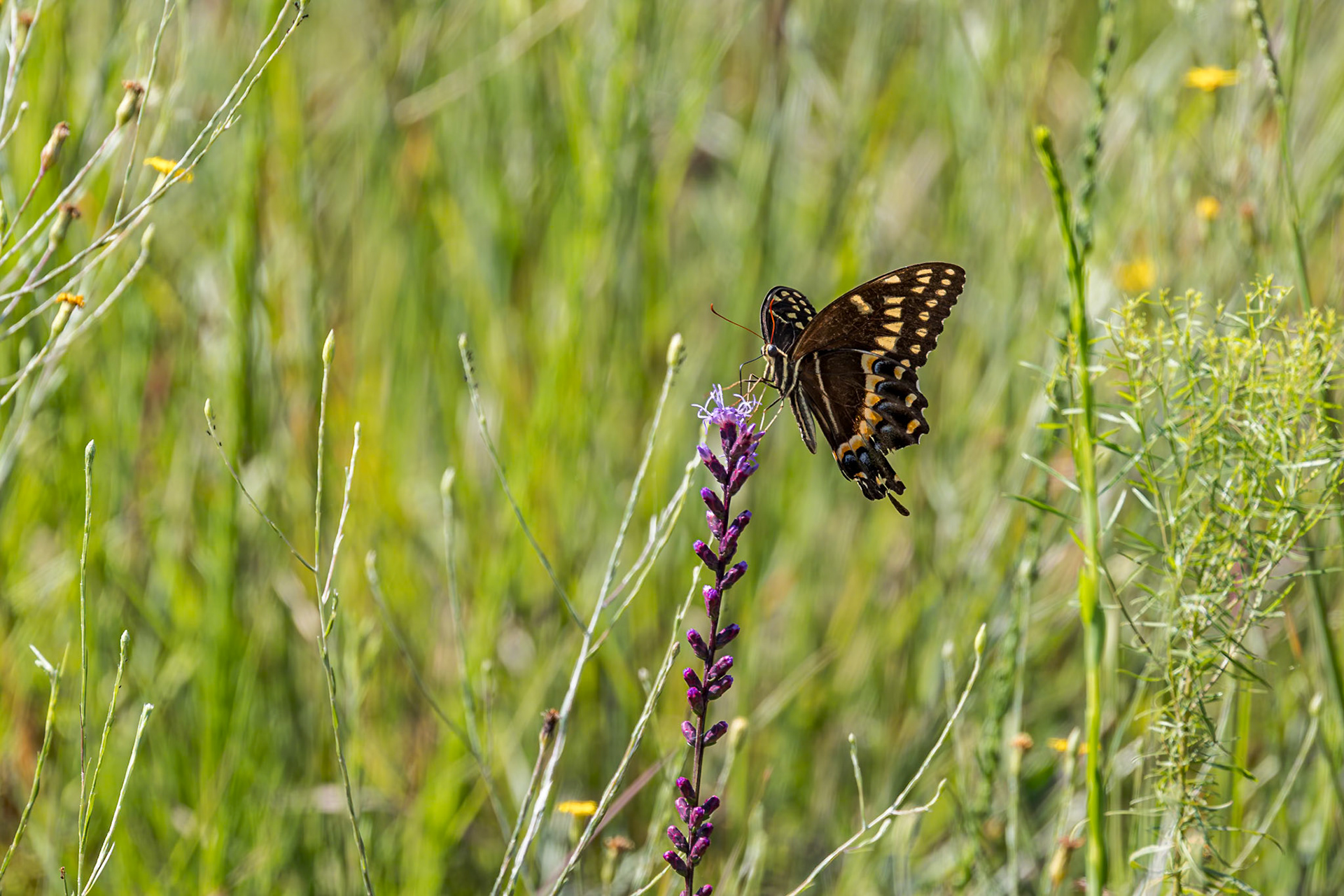 Palamedes swallowtail on dense blazing star 11, Green swamp area