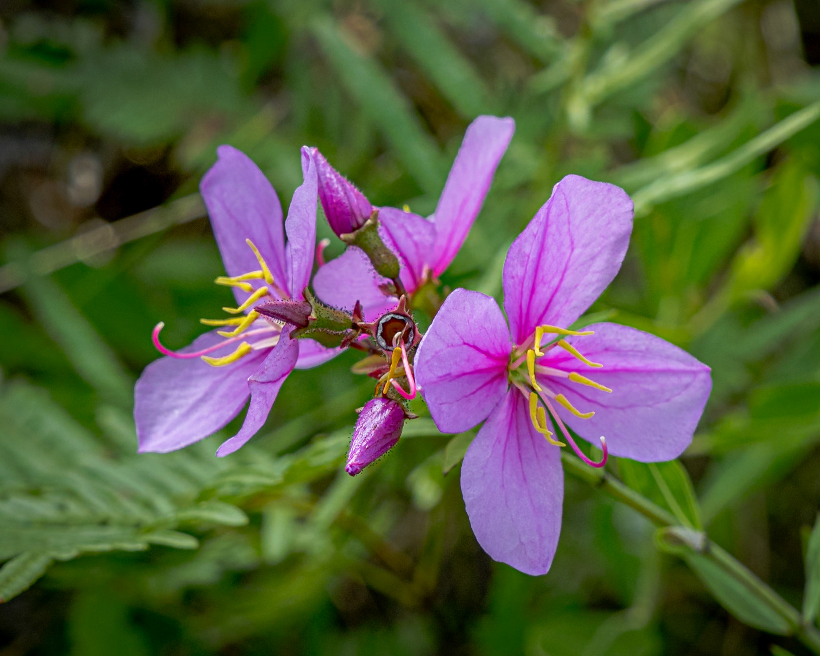 Savannah meadow beauty 5, Green Swamp Preserve