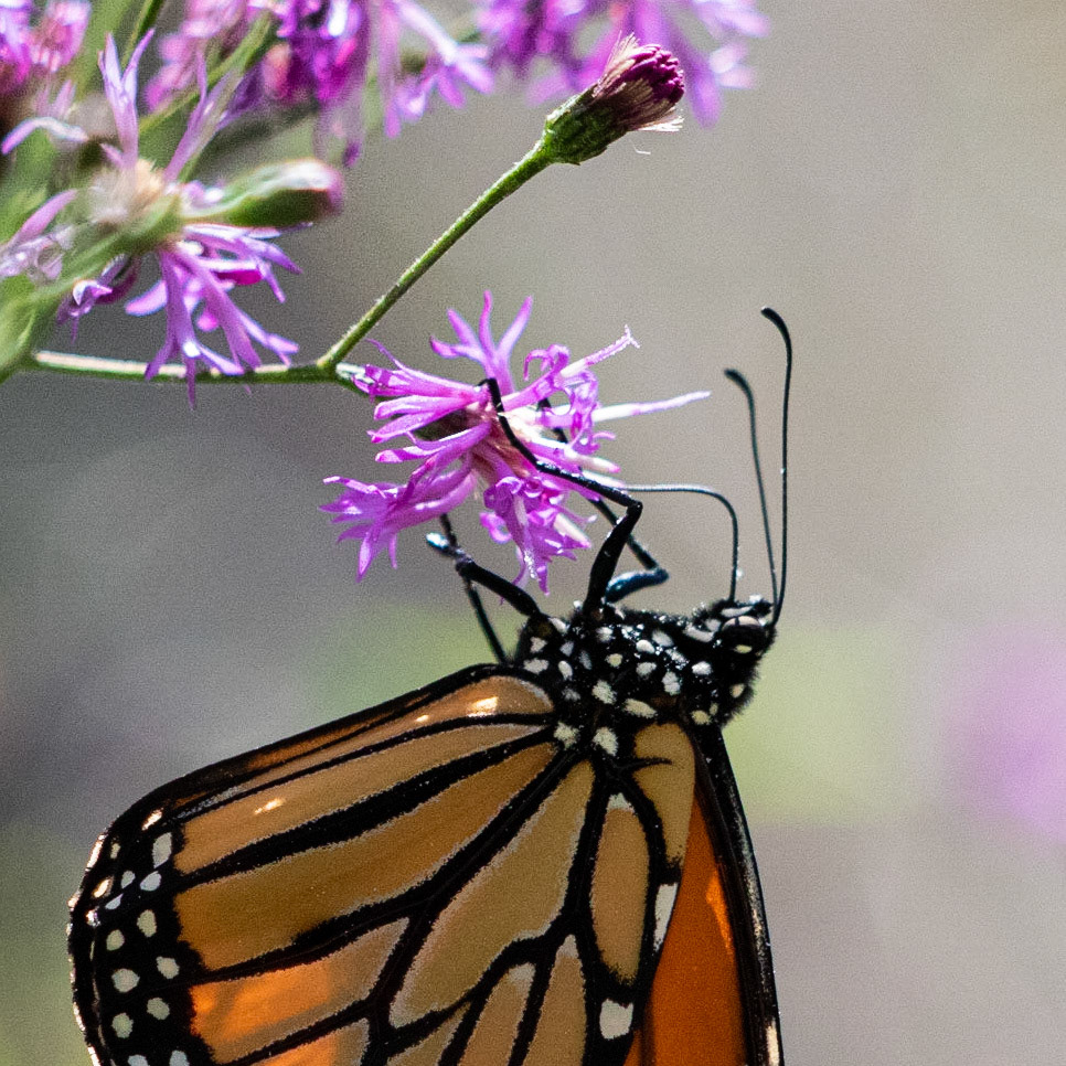 Monarch 6, Airlie Gardens