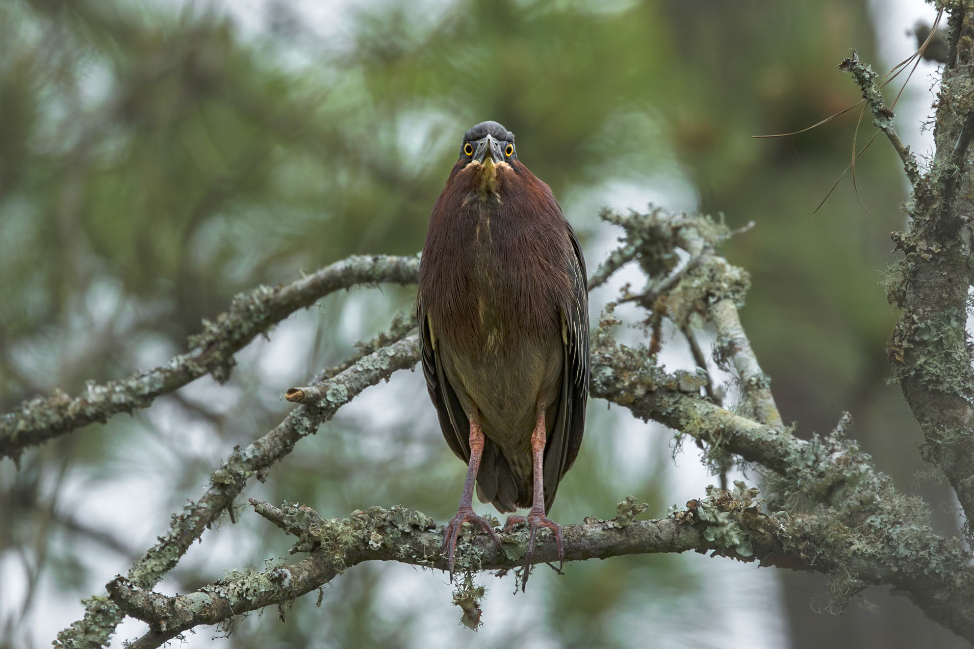 Green heron 11, Huntington Beach State Park, SC