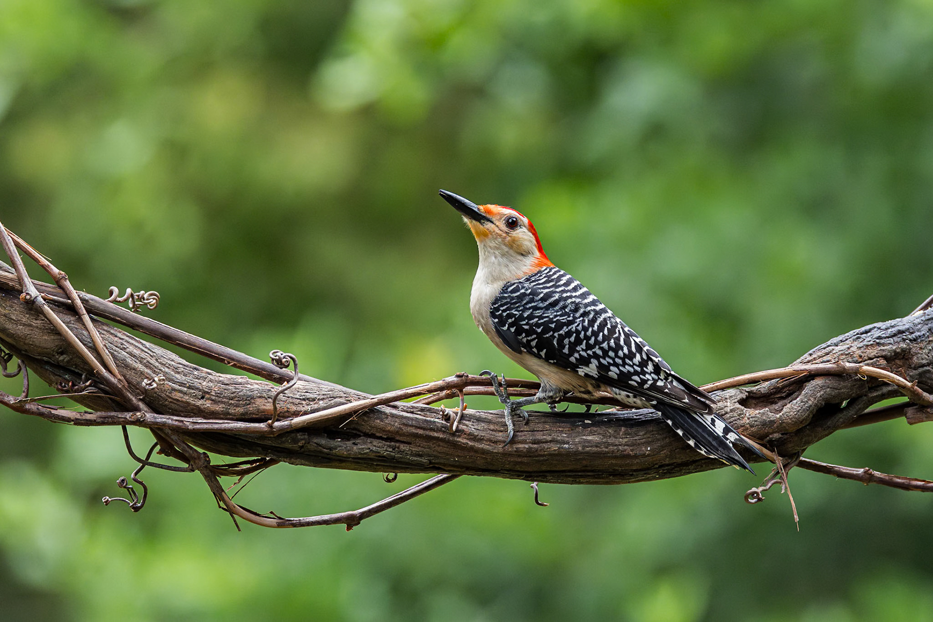 Red bellied woodpecker 17, The Nut House, Clemson, SC