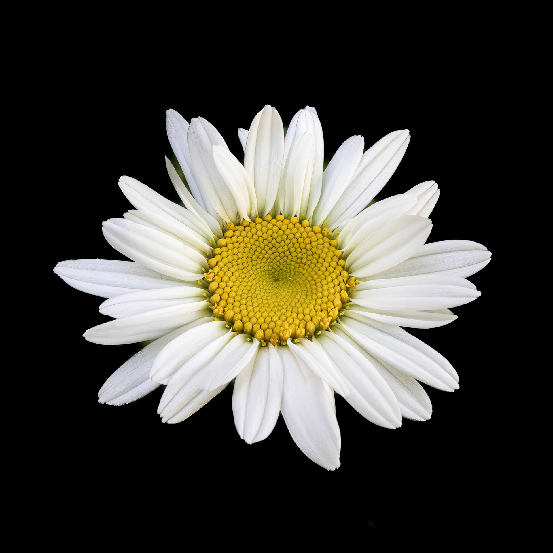 Daisy 1, Brunswick County Botanical garden
