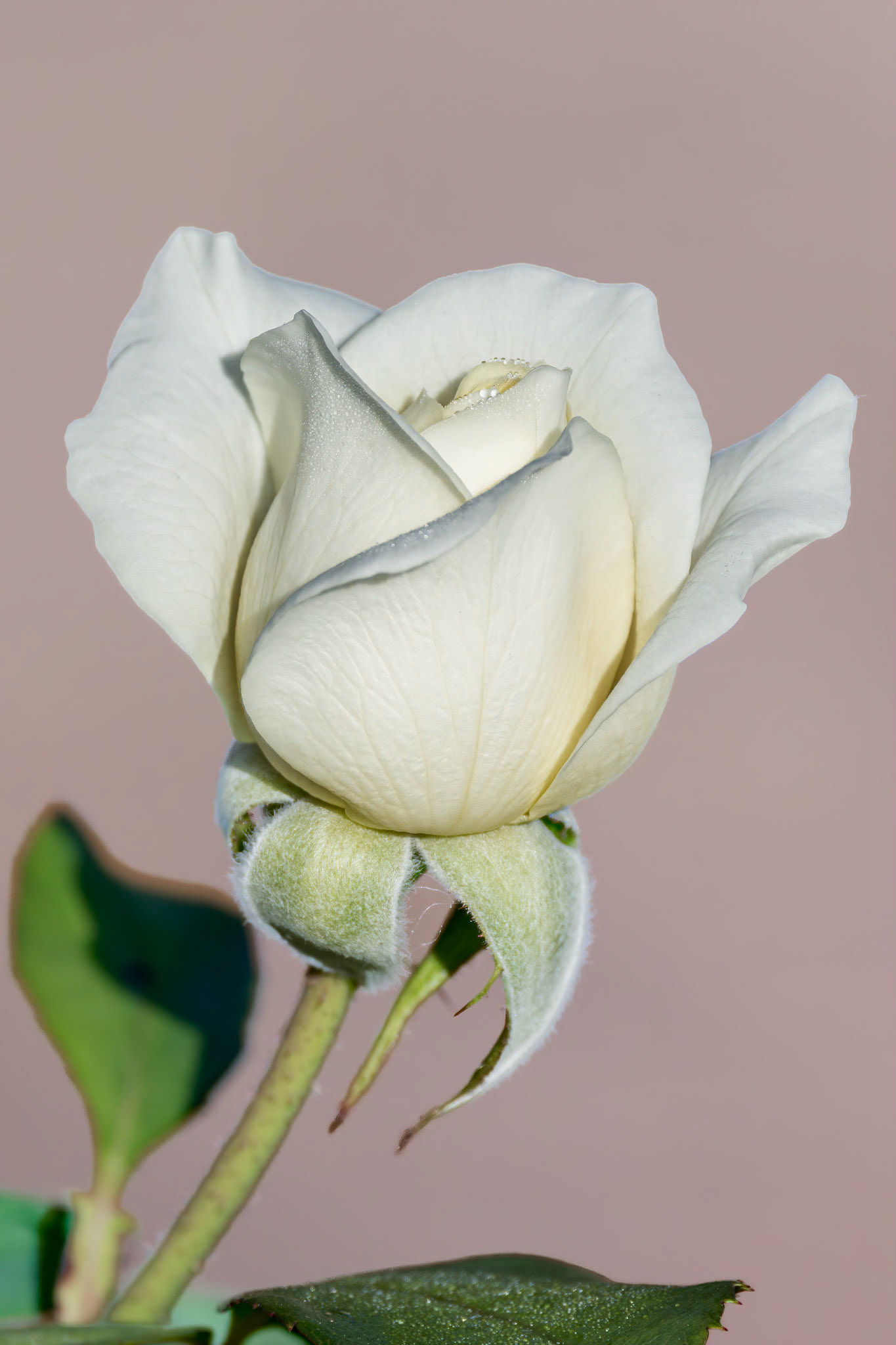 Rose 45, New Hanover County Arboretum