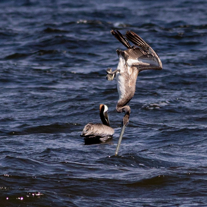 Pelicans Diving 7, OIB