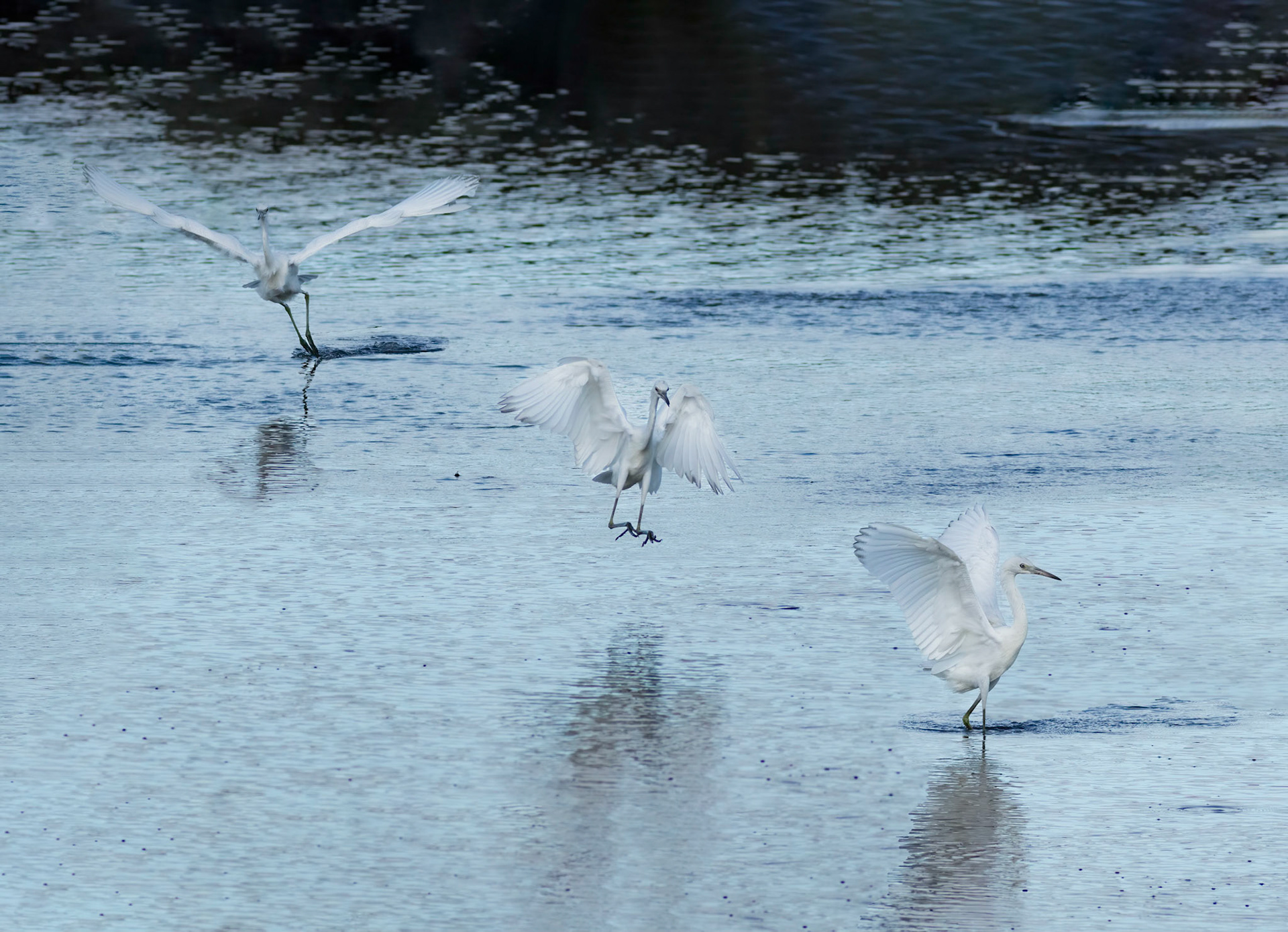 Little blue heron landing 1, OIB foot of bridge