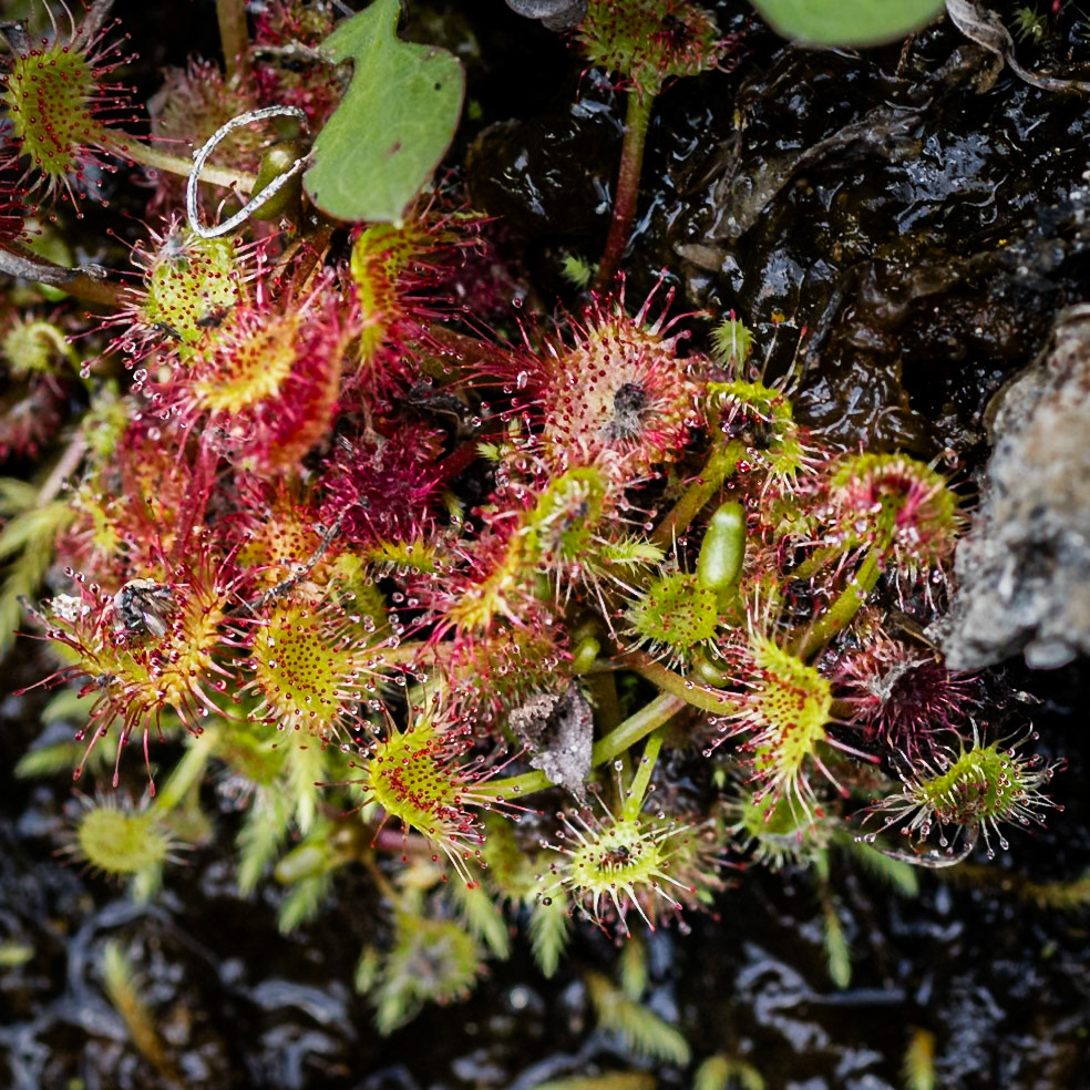 Sundew 3, Bog Wall at Wolf Mountain Overlook, BLue Ridge Parkway, NC