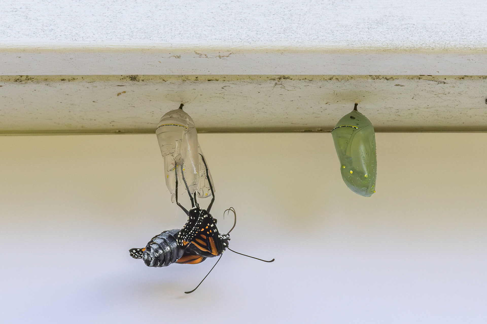Monarch hatching 4, Private home in Calabash, NC