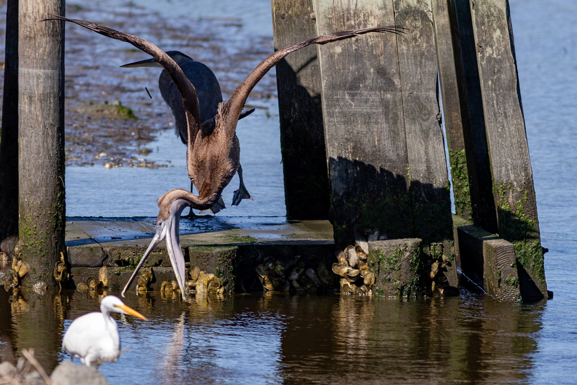 Pelicans 34, Huntington Beach State Park, SC