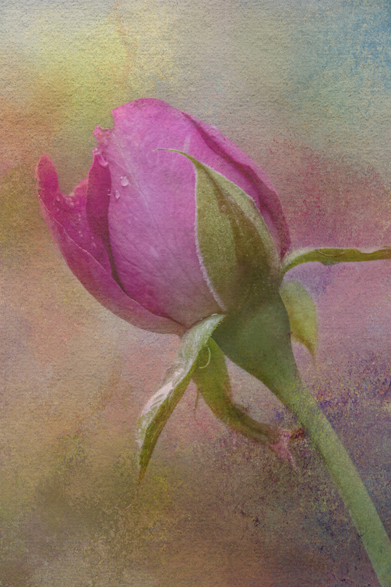 Rose bud 3, Brunswick County Botanical Gardens