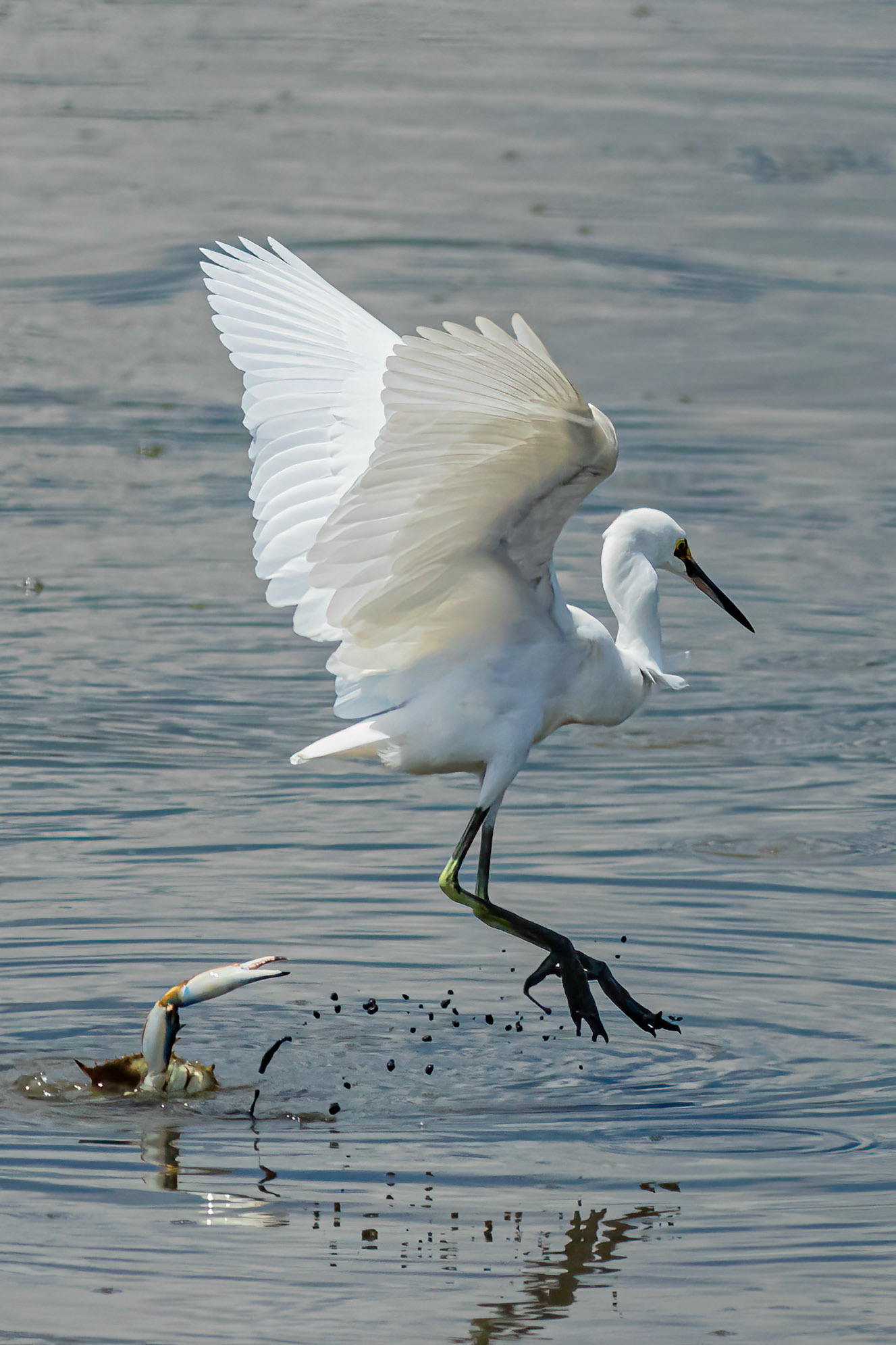 Blue Crab and Snowy Egret, OIB Gazebo behind chapel