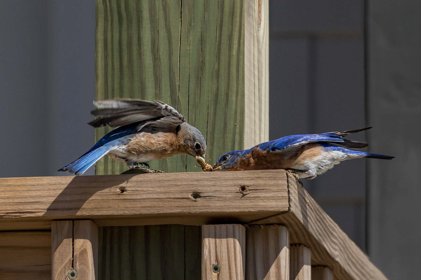 Eastern bluebirds 44, OIB