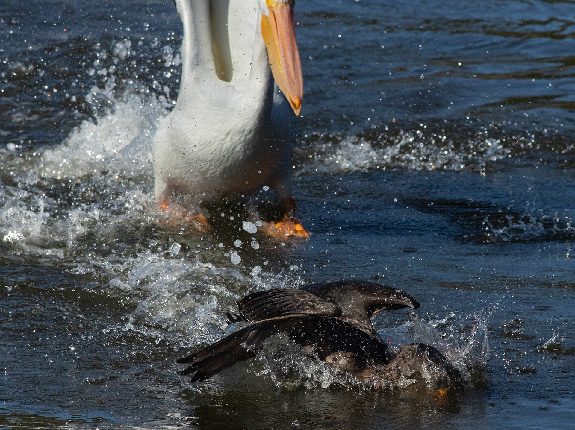 White peilcan versus comorant 4, Huntington Beach State Park, SC