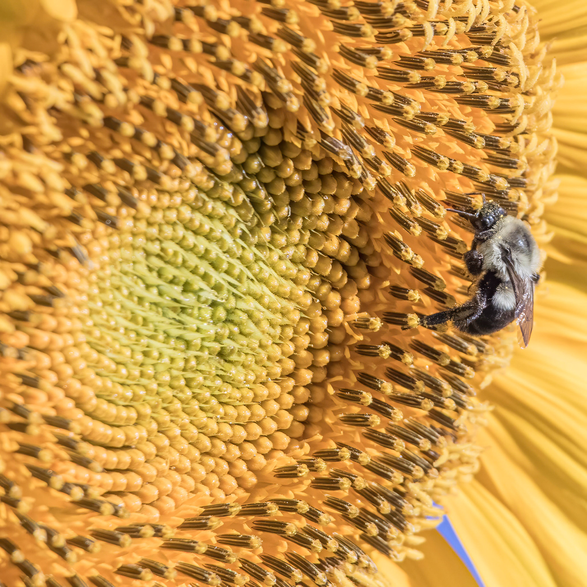 Sunflower 16, Brunswick County Botanical Garden4, Brunswick County Botanical Garden