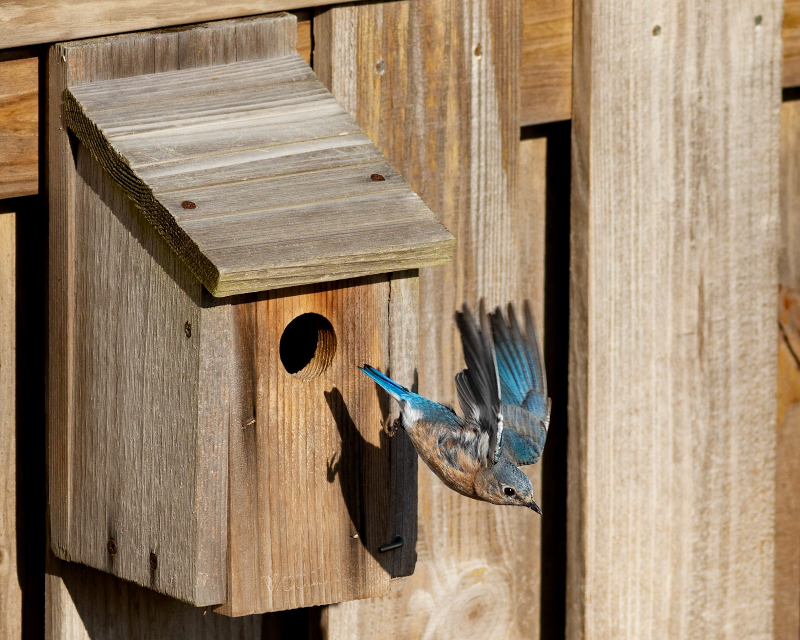 Eastern bluebirds 63, OIB