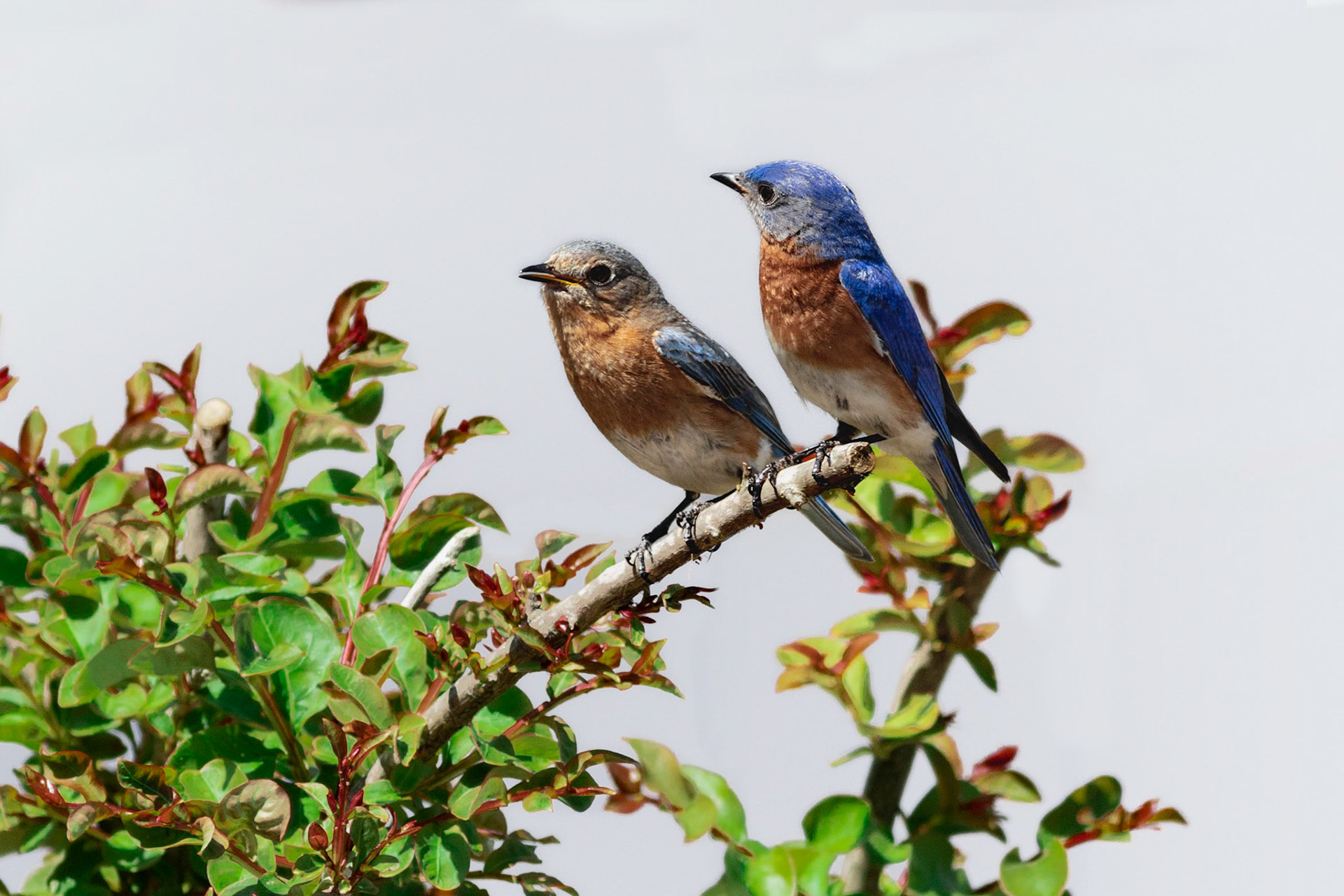 Eastern bluebirds 41, OIB