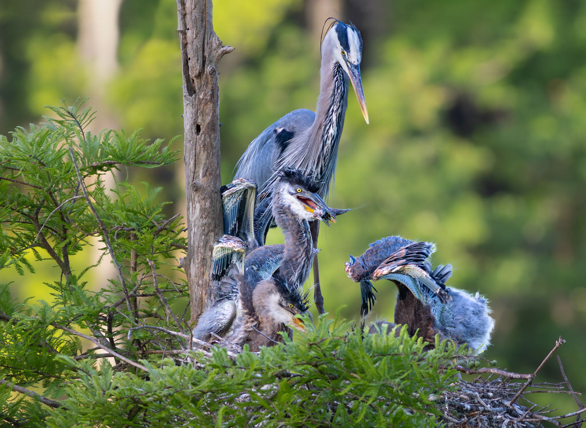 Great blue heron 83, Magnolia Plantation and Gardens, SCAIR 27