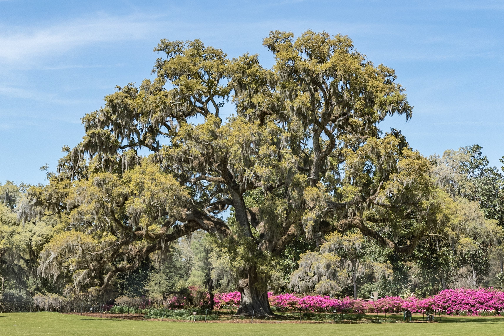 Airlie Oak 2, Wilmington, NC