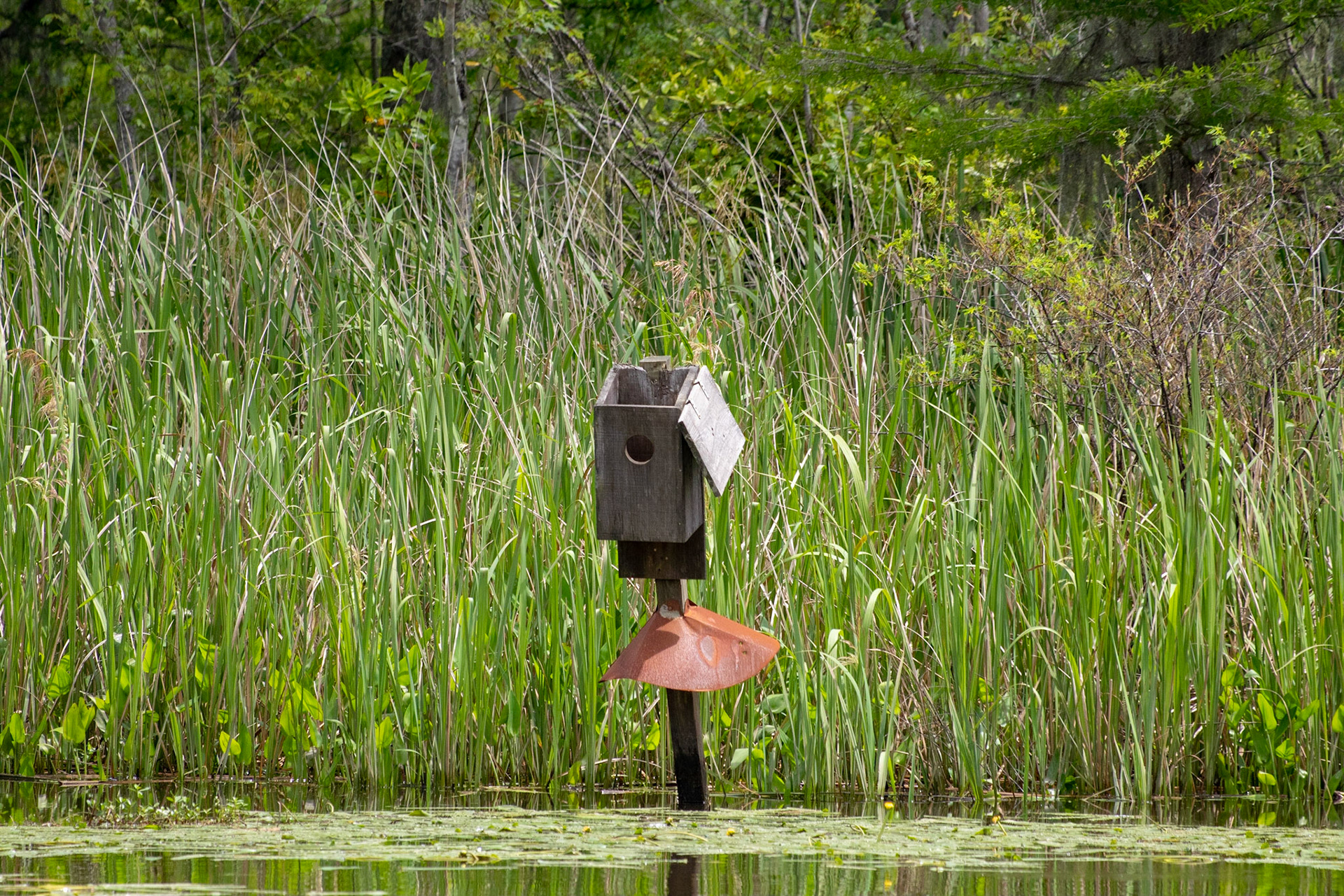 Waccamaw River 15, Plantation River Cruise