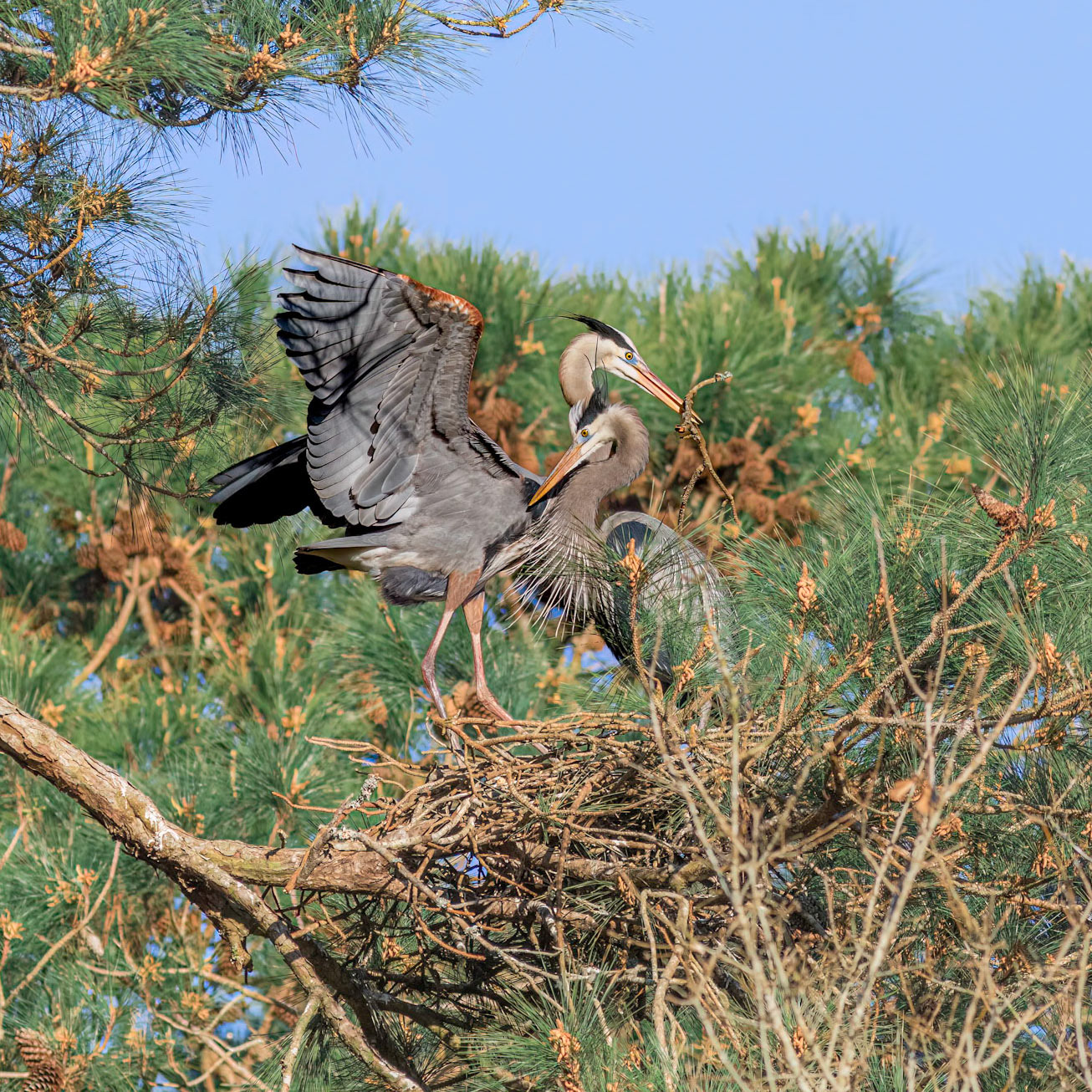 Rookery 48, Sea Trail