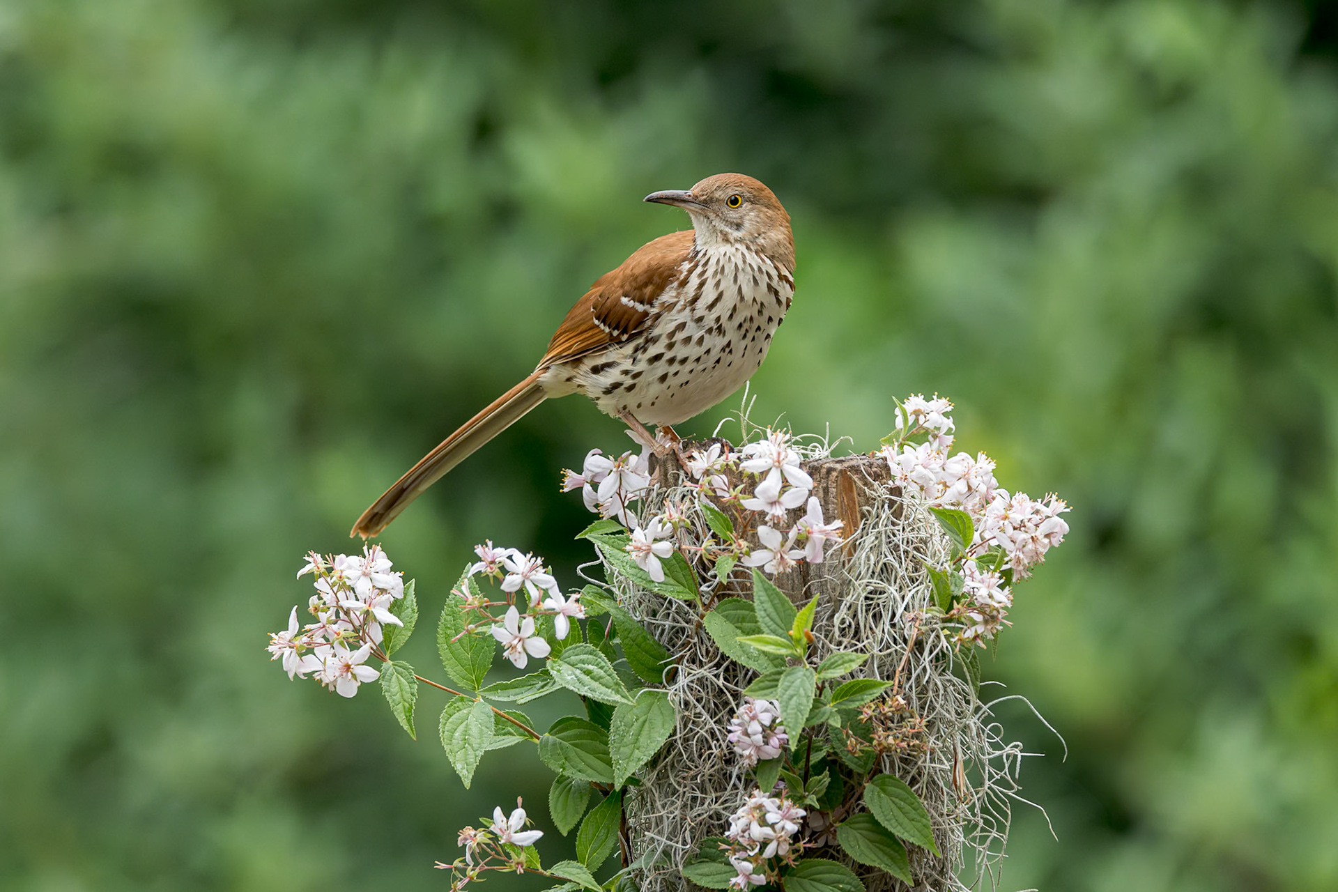 Brown Thrasher 2, The Nut House, Clemson, SC