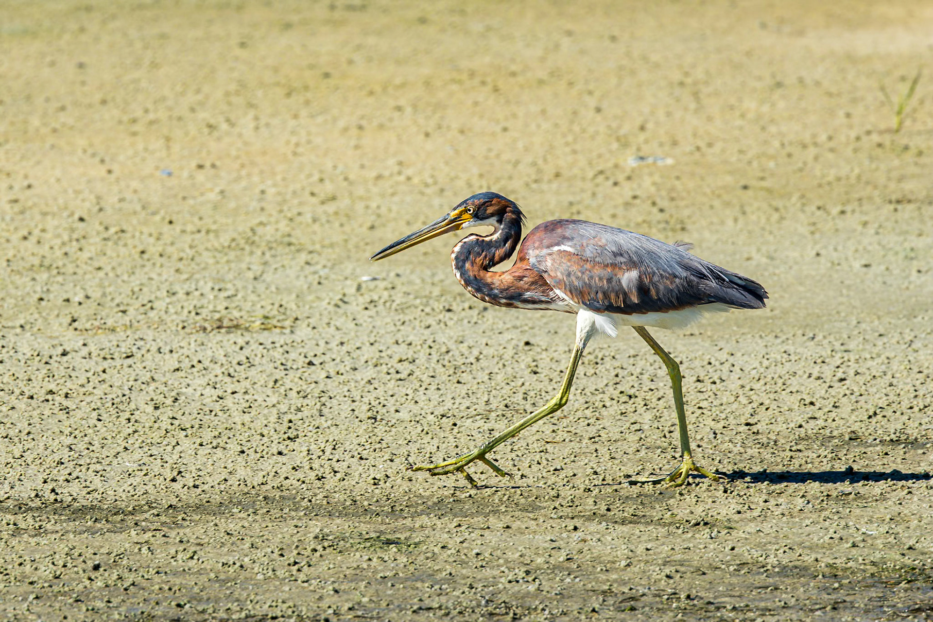 Tricolor heron 46, Huntington Beach State Park, SC