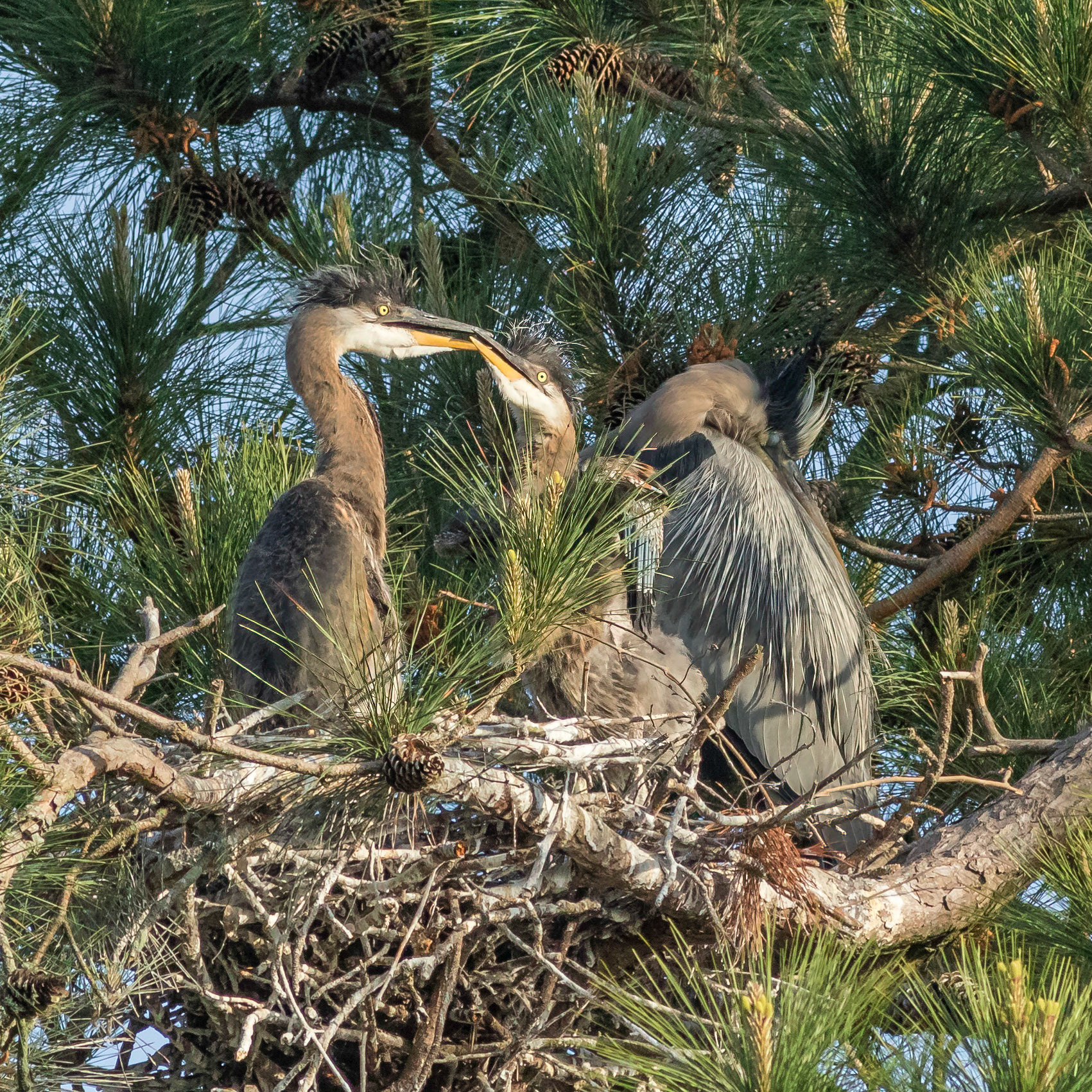 Rookery 13, Sea Trail