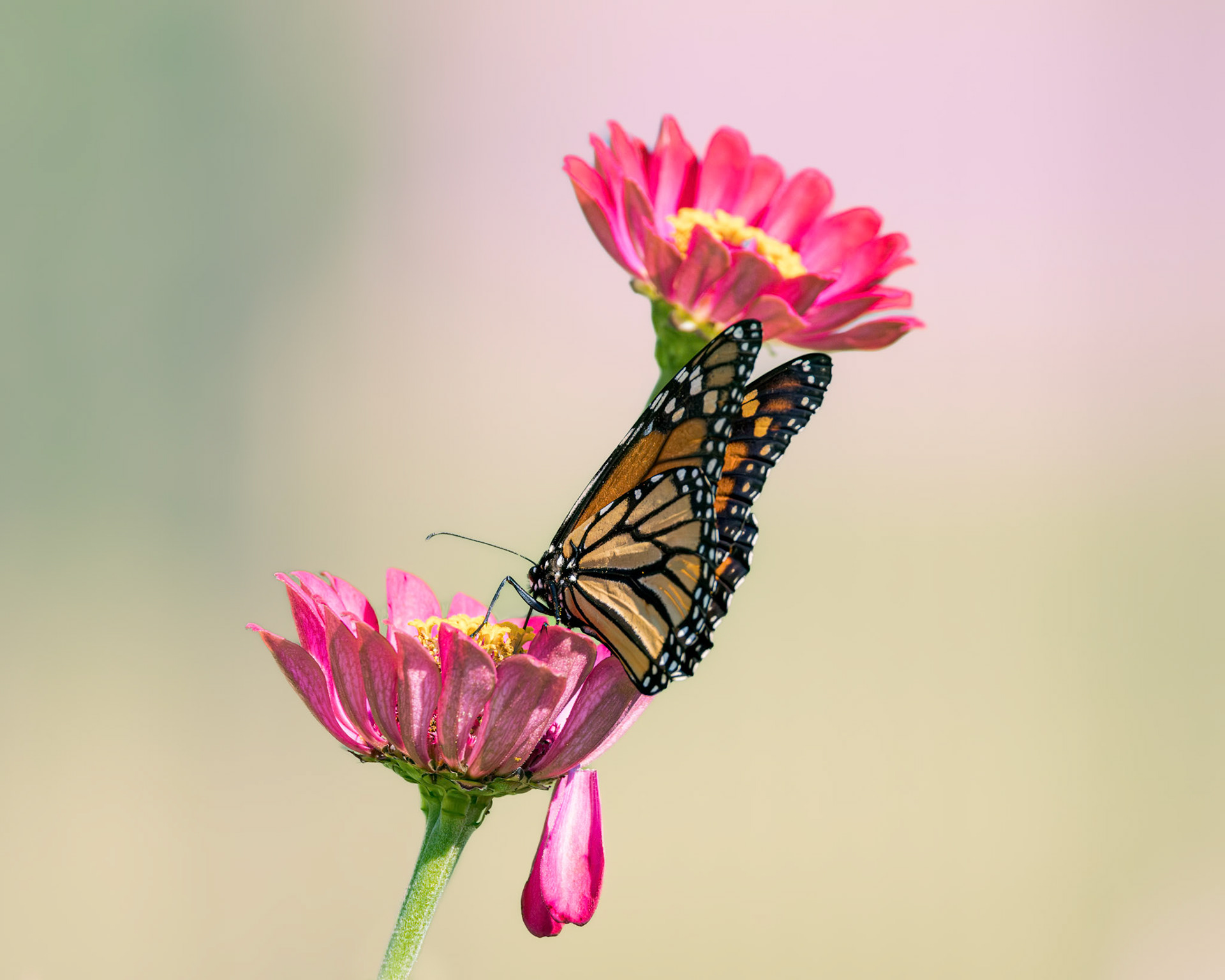 Monarch 19, Private home in Calabash, NC