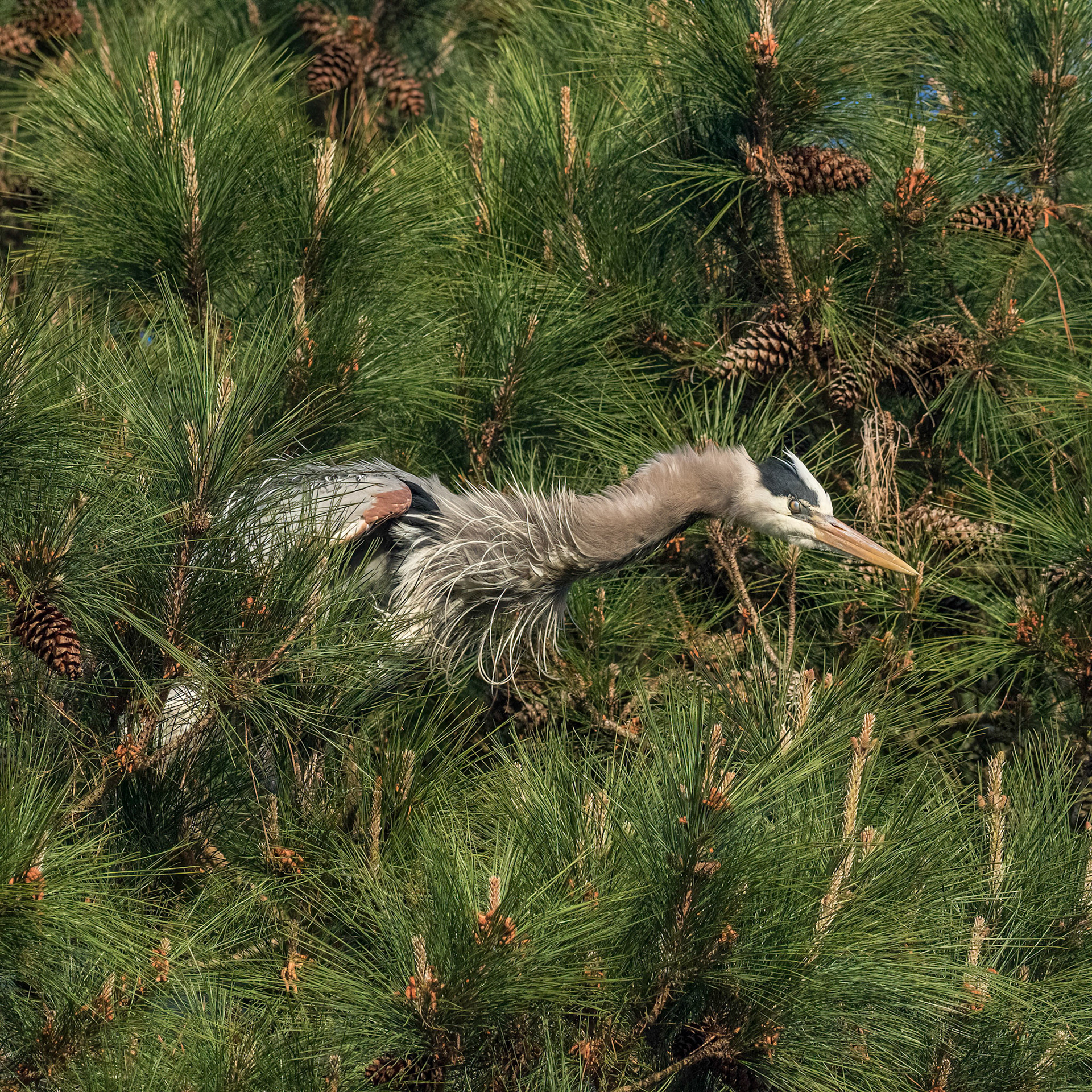 Rookery 19, SeaTrail