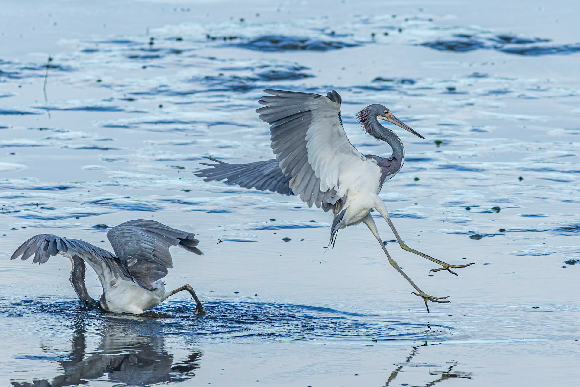 Tricolor heron crash landing 4, OIB gazebo behind chapel