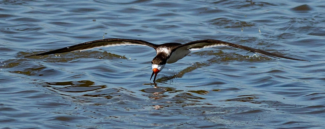 Black Skimmer 3, OIB ICW