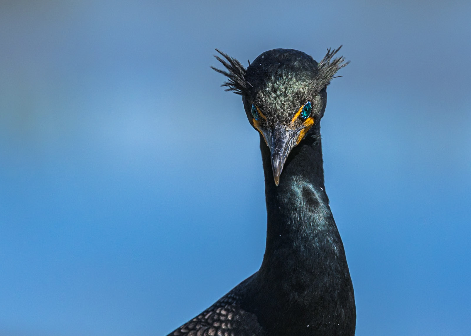 Cormorant 16, Huntington Beach State Park, SC