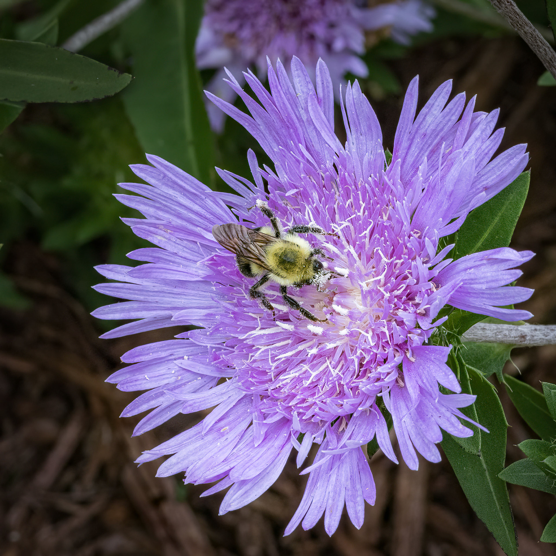 Aster 2, Brunswick County Botanical Gardens