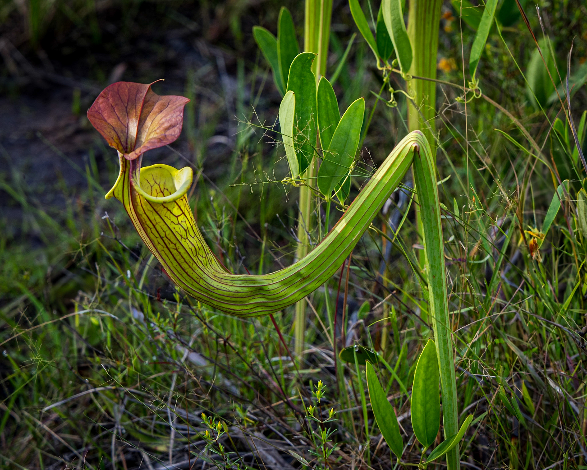 Pitcher plant 13, Green Swamp Preserve