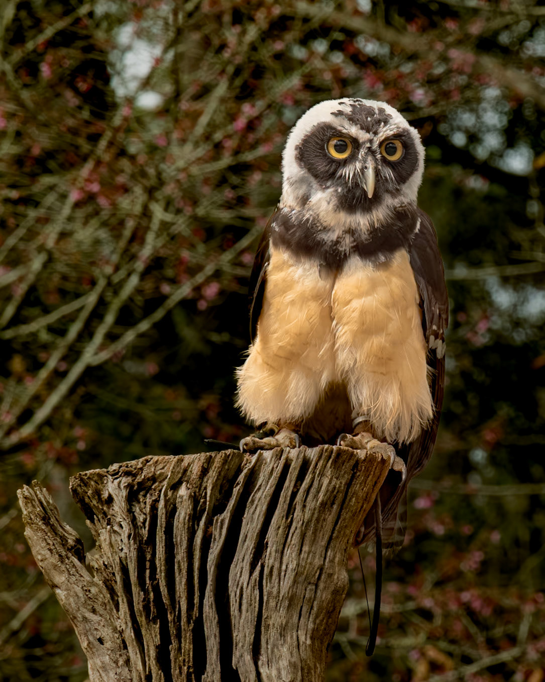 Spectacled owl immature 3, Center for Birds of Prey, Awendaw, SC